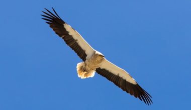 Vaillant, Küçük Akbabaları Koruma Projesi’nde 2022 Yılında Farkındalık Çalışmalarına Odaklandı