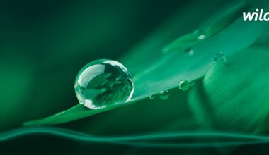 WILO SUYUN GELECEĞİ İÇİN TASARRUFA DAVET EDİYOR